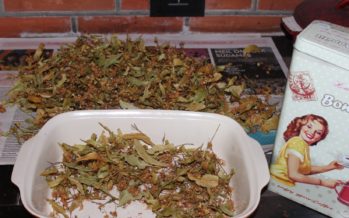 Helena-Reet: Growing, collecting and drying herbs for the winter + a LITTLE guide to the effect of various herbal teas!