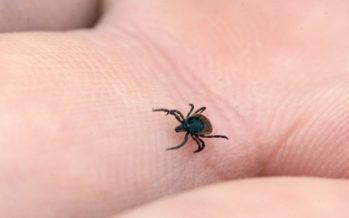 Possibilities to repel ticks with natural domestic methods