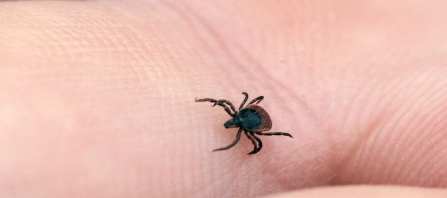 Possibilities to repel ticks with natural domestic methods