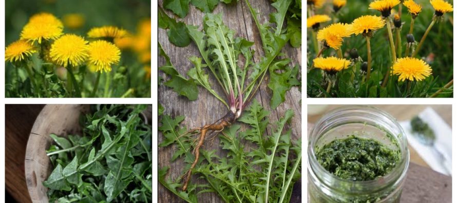 DANDELION’S therapeutic qualities – help against a hundred ailments!