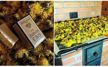 Eco-friendly Scandinavian blogger praises the dandelion, widely spread in the Nordic countries, for its great might