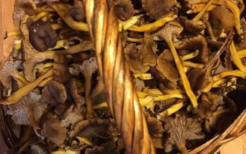 WHAT are funnel chanterelles and how to store them for winter?