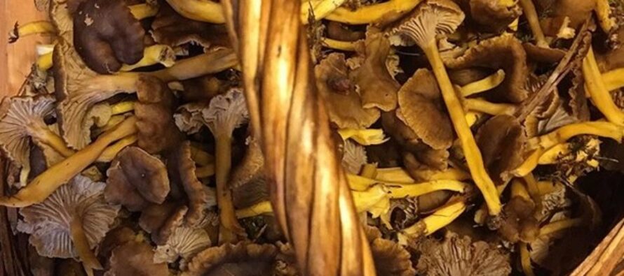 WHAT are funnel chanterelles and how to store them for winter?