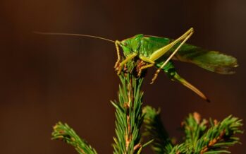 RESEARCH: Grasshoppers can differentiate between cancer cells and healthy cells