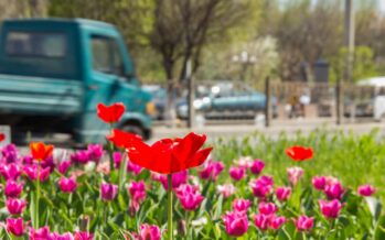 Flower Power: The Surprising Benefits of Green Infrastructure for Flood Mitigation